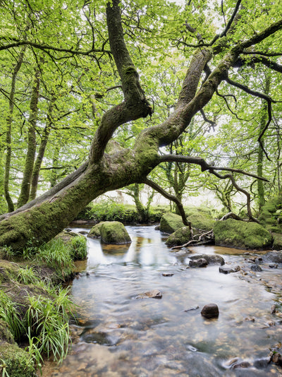 A park with a river.