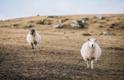 Two sheep in a field on the Isle of Harris.