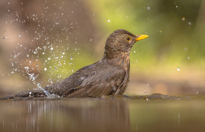 A bird in the water.